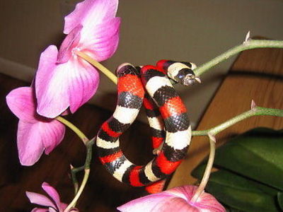 Cape Coral snake control