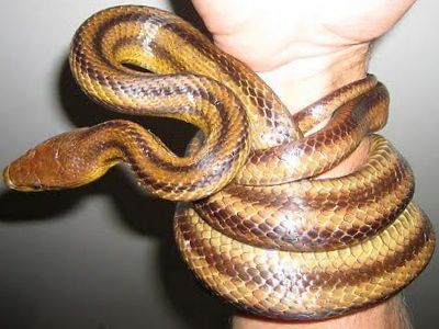 snake trapping
